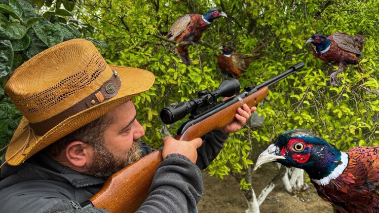 The Science Behind Thriving Pheasant Populations in Iowa